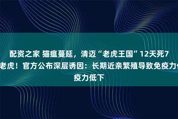 配资之家 猫瘟蔓延，清迈“老虎王国”12天死72只老虎！官方公布深层诱因：长期近亲繁殖导致免疫力低下